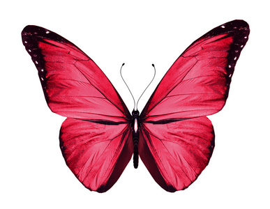 在黑色红色蝴蝶图片