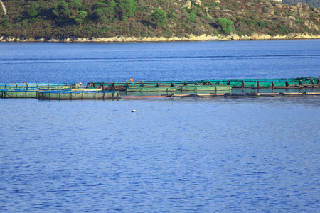 海上养鱼场图片