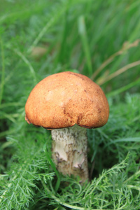 在绿草中的美丽蘑菇