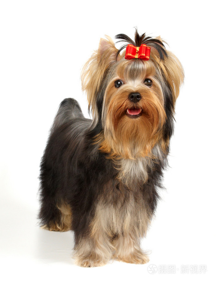 小狗的约克夏犬