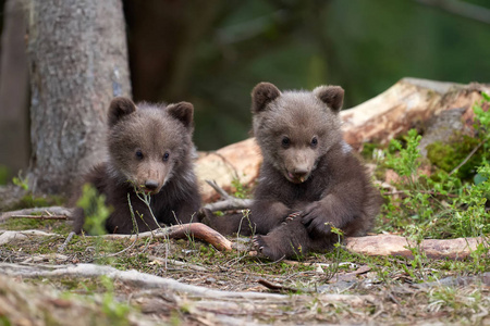 棕熊是欧洲最大的捕食者. 他住在欧洲,亚洲和北美. 芬兰的野生动物.