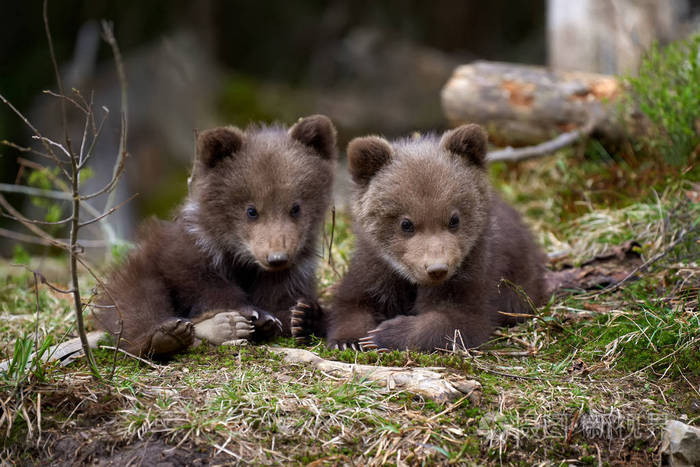 野生棕熊幼崽在夏季森林中特写