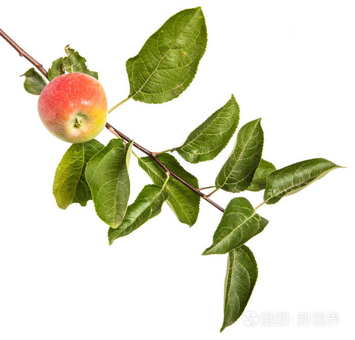 树枝上有成熟的苹果和绿叶在白色背景上被隔离