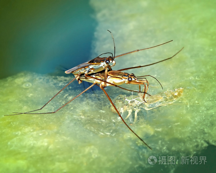 waterstrider物种混合在一起