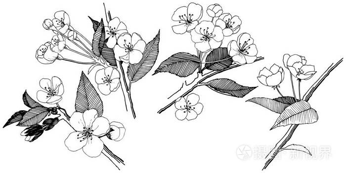 插画 苹果花以矢量风格隔开.植物全名: 苹果花.