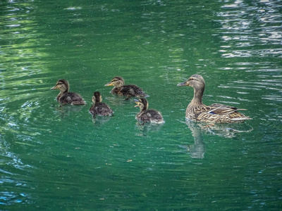 鸭家庭游泳在巴利公园 schoenenwerd 瑞士
