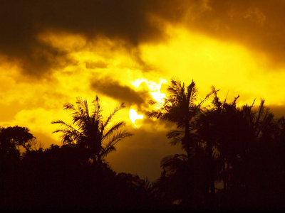 日落过去热带树木的剪影通过云彩在瓦胡岛, 夏威夷