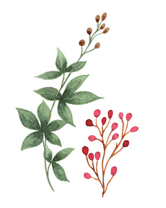 水彩植物枝与浆果和种子, 绿色和红色水彩分支, 花元素为您的设计