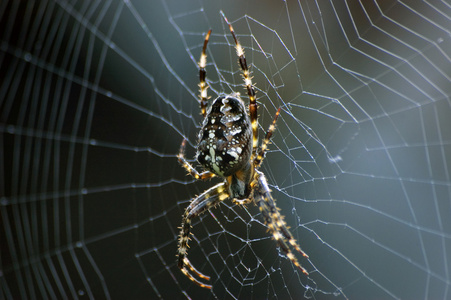 在 web 中的蜘蛛