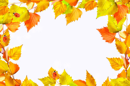 白色背景上的明亮的秋天桦木叶子
