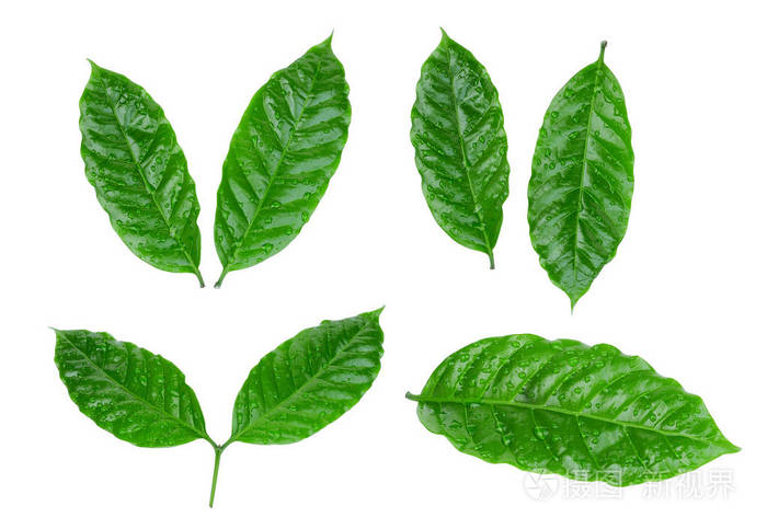 在白色背景下被隔绝的水的咖啡叶子