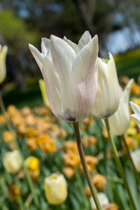 春园盛开的七彩郁金香花