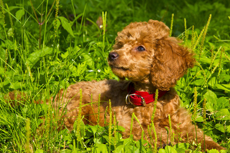 贵宾犬小狗躺在草地上图片