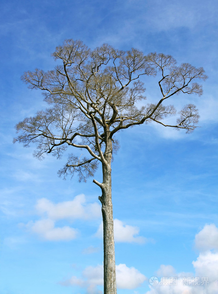 那棵大树蓝色的天空