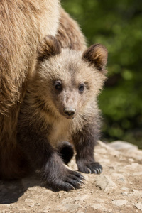 野生棕熊幼崽在夏季森林中特写