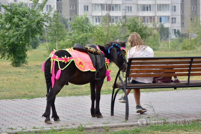 一个坐在长椅上的女孩和她的马单独交流在公园里聊天与动物交流小马在