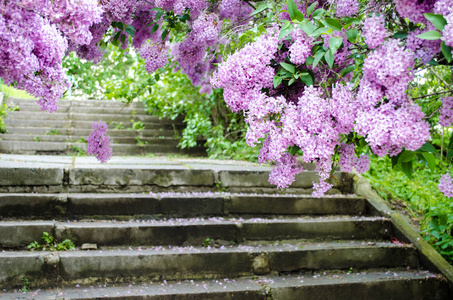 盛开的丁香花盛开的丁香花花园的春天的共鸣照片
