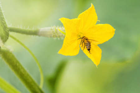 黄瓜花幼鲜有机蔬菜