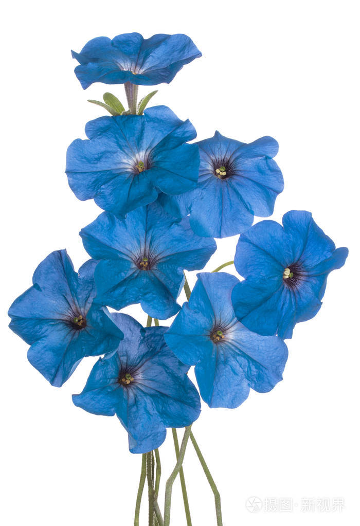 工作室拍摄的蓝颜色的矮牵牛花在白色背景上隔离景深自由度大宏