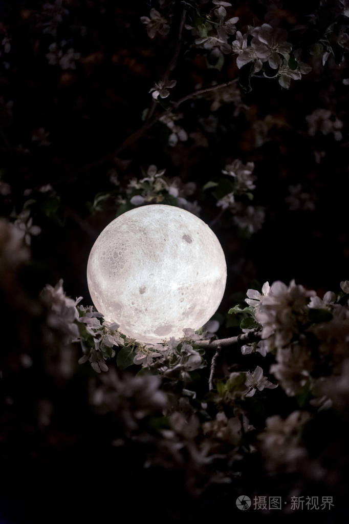 月亮在花在夜