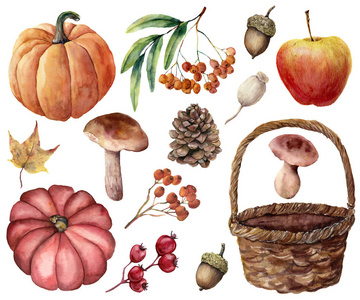 水彩秋丰收亮集。手绘南瓜, 树叶, 蘑菇, 罗恩, 苹果, 圆锥, 橡子, 编织篮, 在白色背景下隔离。设计或背景花插图