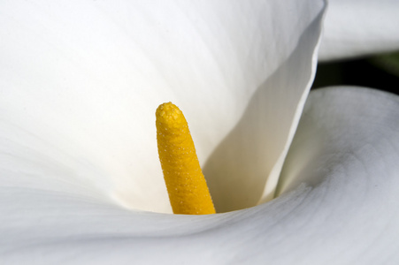 白色卡拉百合花