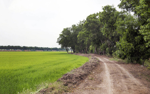 稻田与大树背景下的景观土路道路