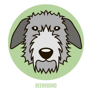 Deerhound 的肖像。平面矢量