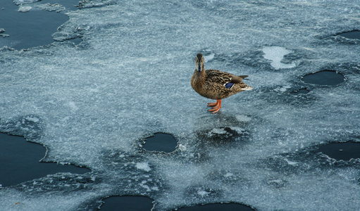 鸭上融化冰