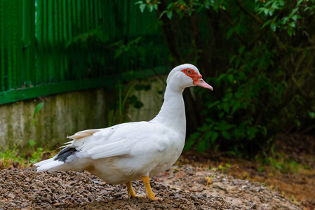 白色鸭子站立在池塘或湖旁边与散景背景