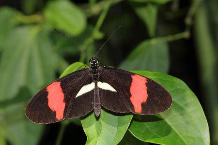 热带蝴蝶 longwing 的特写在叶子上。野生动物的宏观摄影