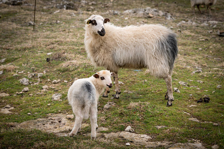 小羊羔和它的母亲站在牧场上照片