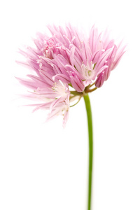 绿叶罗勒, 迷迭香, 韭菜, 百里香水彩画粉色韭菜花在绿叶背景韭菜花