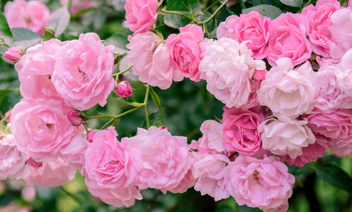 玫瑰花丛在夏日花园的特写