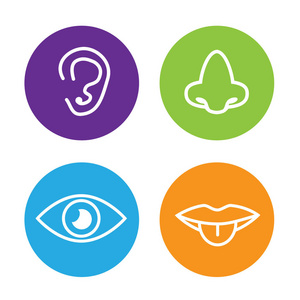 视觉, 嗅觉, 听觉, 触觉, 味觉图标向量.五感官图标集照片