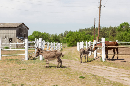农场场面与驴子和马在木头木头篱芭, 捆干草和谷仓。农村乡村景观