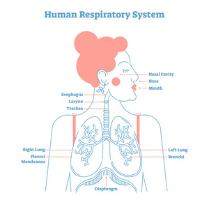 人体呼吸系统解剖线风格艺术矢量插图医学教育横断面图