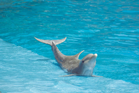 海豚在展览中跳跃飞溅的水