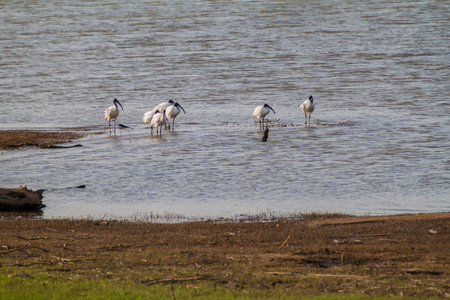 位于斯里兰卡 Udawalawe 国家公园的黑头宜必思 Threskiornis melanocephalus