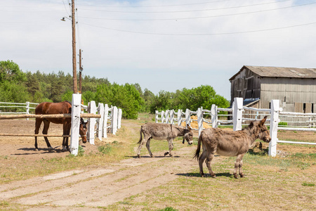 农场场面与驴子和马在木头木头篱芭, 捆干草和谷仓。农村乡村景观