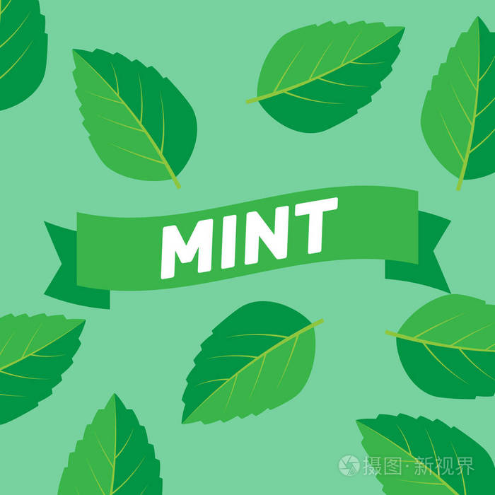 薄荷叶矢量插图.叶草本薄荷植物