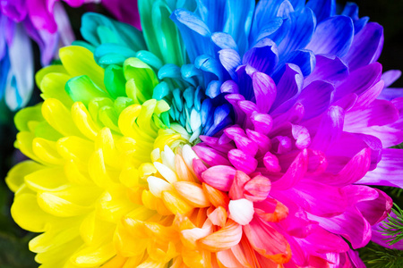 五颜六色的彩虹花。菊花背景