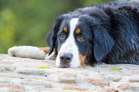 bernese 山狗