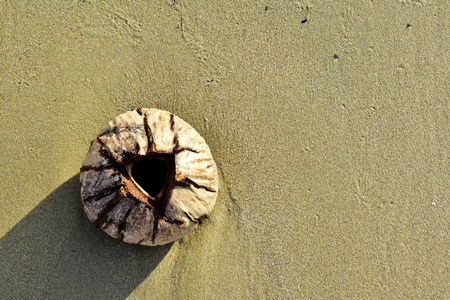 无用的东西。老空的干椰子在沙子里。切出一个用来喝酒的洞
