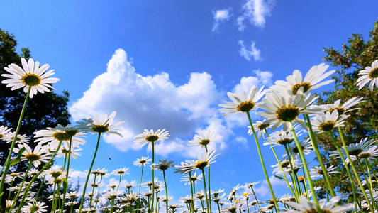 夏天, 在蓝天和积云的白色雏菊的草甸领域