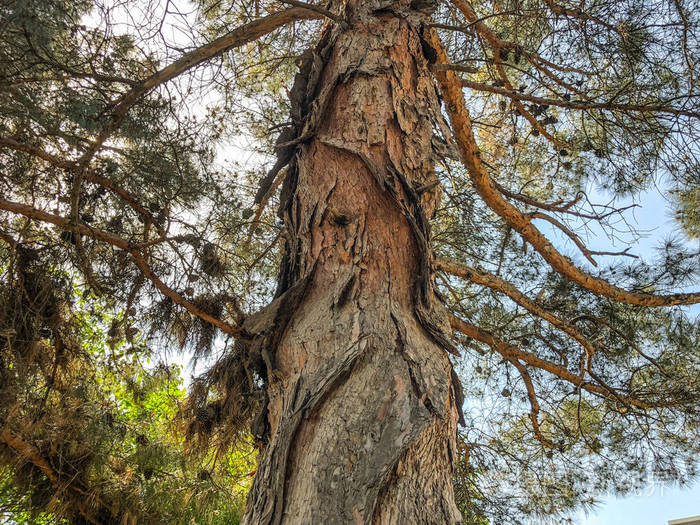 美丽的老针叶树对天空.用 strobiles 关闭一棵松树的树干