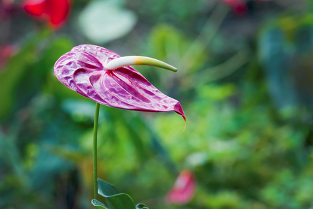 红掌花