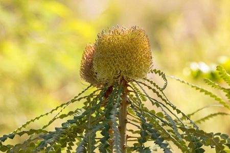 澳大利亚西部 Banksia 的花朵