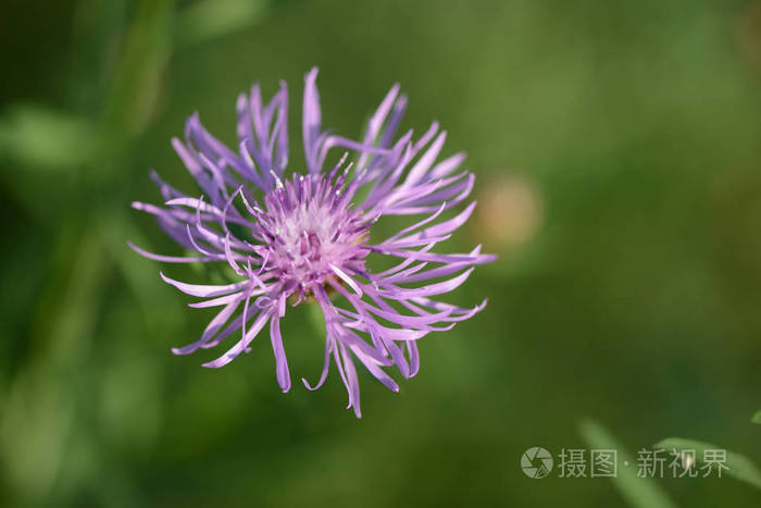 夏日草地上的蓟花接近照片 正版商用图片057ydd 摄图新视界