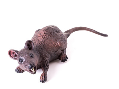 世界上最恐怖的老鼠图片